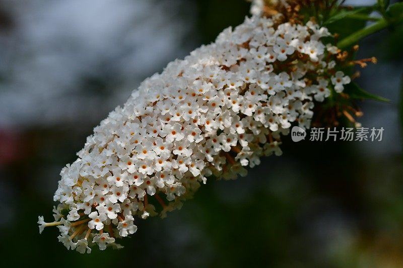 budleja / Butterfly Bush /夏季丁香